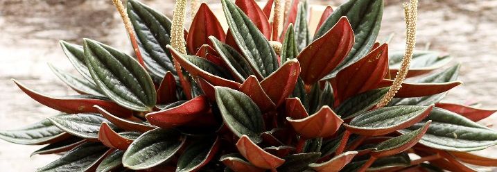Pflanze mit roten Blattunterseiten